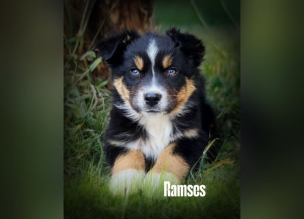 Bezaubernde Australian Shepherd Welpen