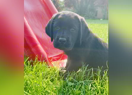 Labrador Welpen mit Ahnentafel