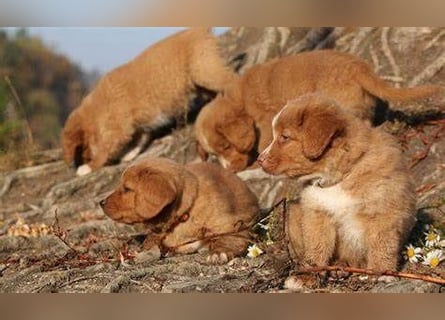 Nova Scotia Duck Tolling Retriever-Welpen – Einzigartige Schätze aus liebevoller Zucht