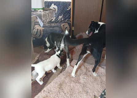 Suche ein liebevolles Zuhause für Montana