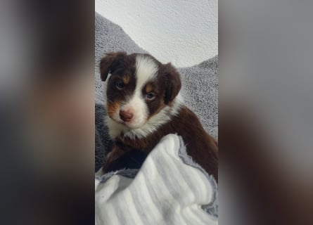 Hübsche Aussie Welpen