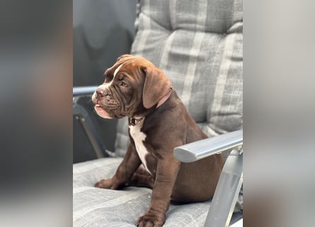 OEB mix Bulldoge old english bulldog