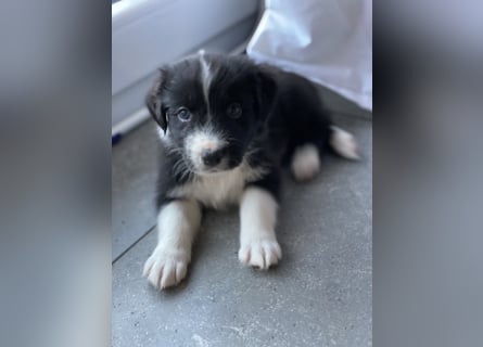 Supersüsse Australian Shepherd Welpen