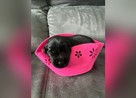 Riesenschnauzer Schwarz