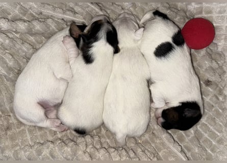 Jack Russell Terrier Welpen mit Papieren