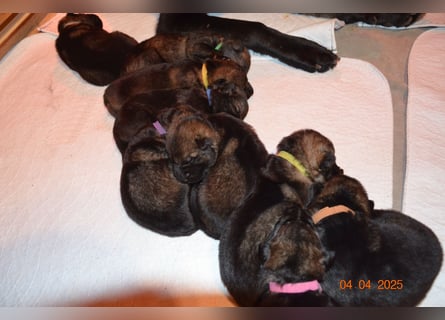 Dunkelgraue Schäferhunde aus Kör-u.Leistungzucht