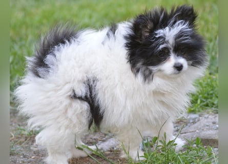 Zwergspitz-Yorkshire Terrier Mix Welpen zu verk.