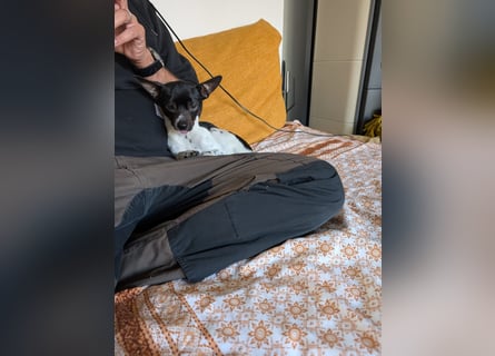Floh: jetzt aber für immer
