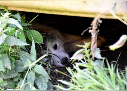 Zuchtstätte Silberglanz- C-Wurf / Alaskan Malamute Welpen - 3 Weibchen/2 Rüden