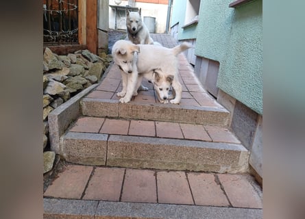 Akita-Husky Welpen