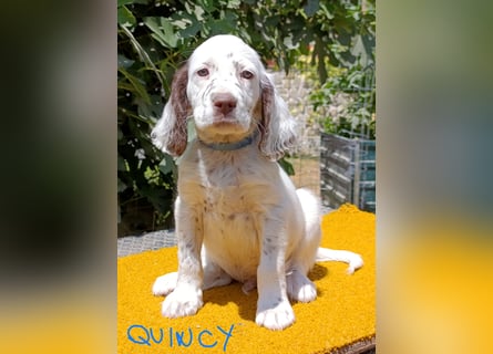 English setter Welpen (3 Rüden, 2 Hündinnen)