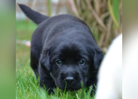 Reinrassige Labradorwelpen (Arbeitslinie)drei schwarze Mädels suchen ein schöne Zuhause