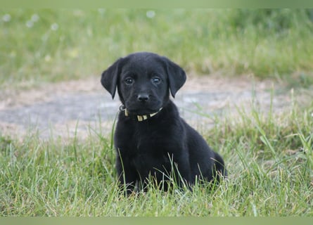 Labrador Welpen