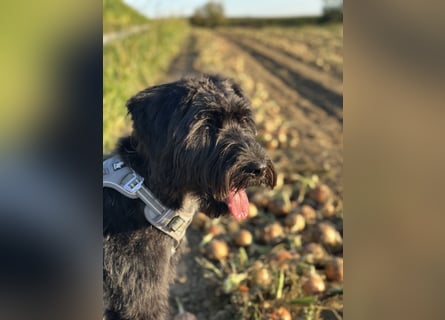 "Pumi“ – junge Schnauzer-Pumi-Mix Hündin sucht ländliches Zuhause