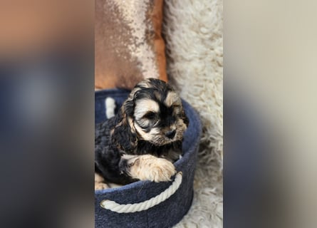 Cockapoo Welpen Englisch Cockerspaniel x Pudel