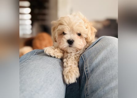 Maltipoo Pudel Malteser