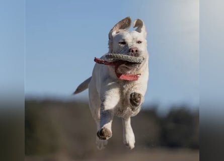 Labrador Welpen 2Rüden+1Hündin (schwarz)&2Rüden+1Hündin(gelb), reinrassig,Ahnenpass,uvm.