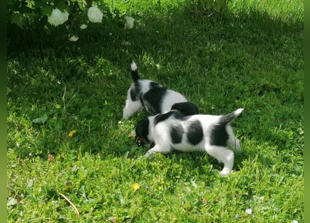 Foxterrier 