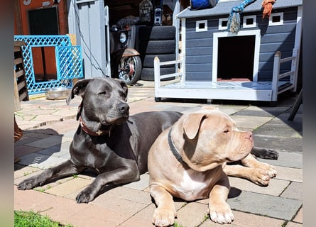 Süße Labradorwalmaraner/ American bully (pocket) Mix