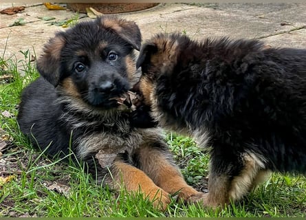 Schäferhund Welpen mit geradem Rücken aus gesunden Eltern