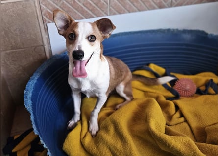 Jack: er geht im Tierheim unter