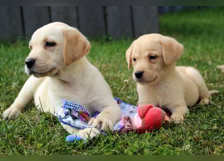 Labrador Welpen reinrassig mit Ahnentafel dürfen ab dem 25.08.25 ins neue Heim