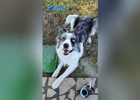 Border Collie Schäferhund Welpe