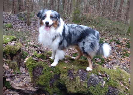 Australian Shepherd x Border Collie Welpen
