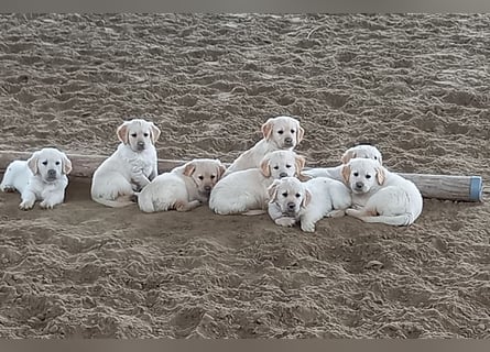 Golden Retriever Welpen/Creme x Dark Golden
