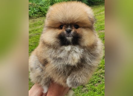 Pomeranian Boo Zwergspitz