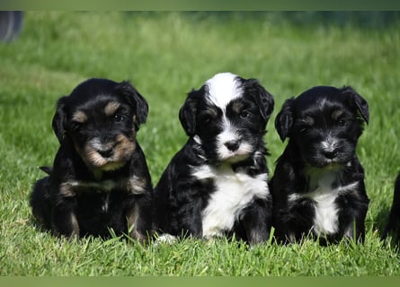 traumhaft hübscher Tibet Terrier Welpen aus erfahrender Zucht  sind geboren dürfen im Juni ausziehen