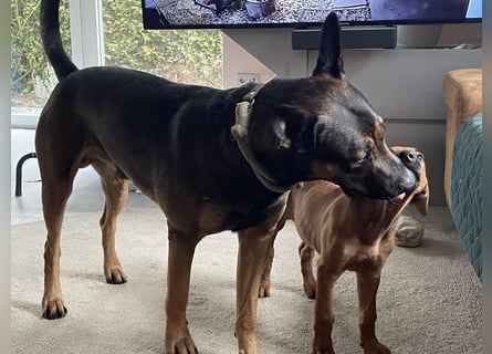 Rhodesian Ridgeback Malinois Welpe sucht seine Familie