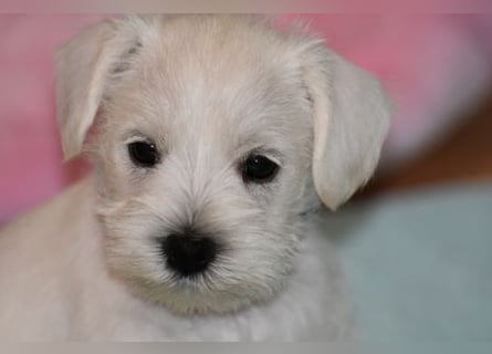 Welpen weiß Zwergschnauzer Rüde und Hündin
