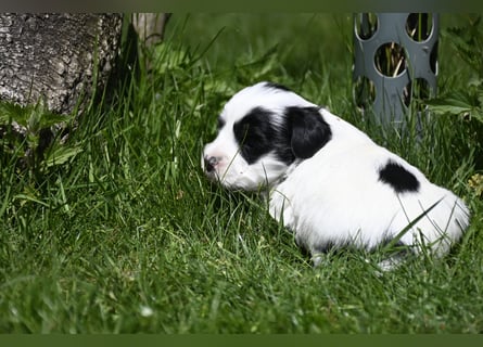 traumhaft hübscher Tibet Terrier Welpen aus erfahrender Zucht  sind geboren dürfen im Juni ausziehen