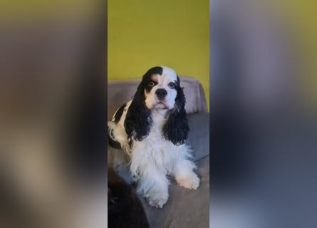 Luna, unsere Cockerhündin, 4 1/2 Jahre alt, sucht liebevolle Familie