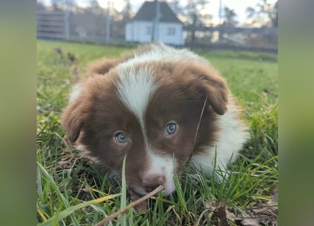 Border Collie Welpen -  Wurferwartung für Ende Juni 2025