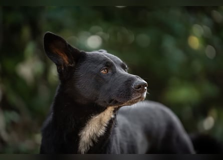 Canaan Dog-Welpen (Kanaan-Hund)