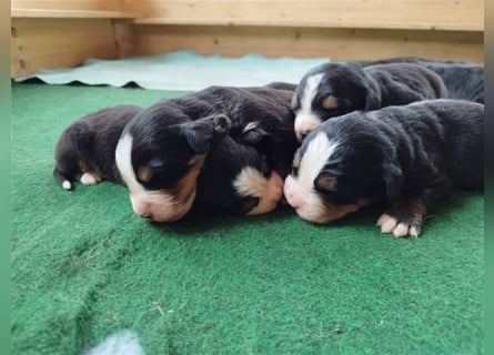 Reinrassige Berner Sennenhundwelpen mit Papiere zu verkaufen