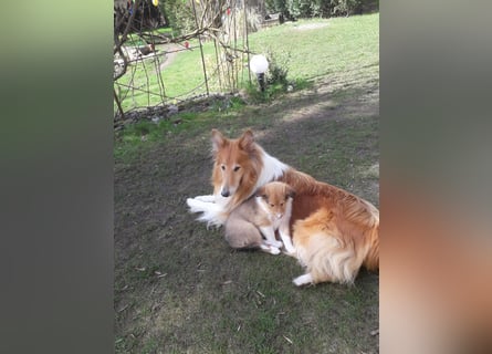 Colliewelpen - Urtyp - mittellanges Haar - abgabebereit