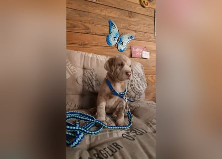 Labrador Aussiedor Welpen,Abgabebereit, aus liebevoller Zucht