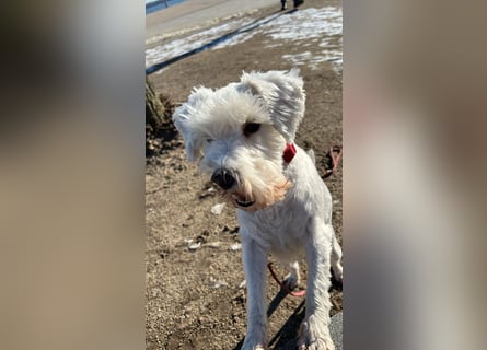 Weiße Zwergschnauzer Welpen nicht haarend reinrassig