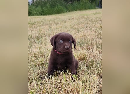 Neun zuckersüße reinrassige schokobraune Labrador-Welpen suchen ein liebevolles neues Zuhause!