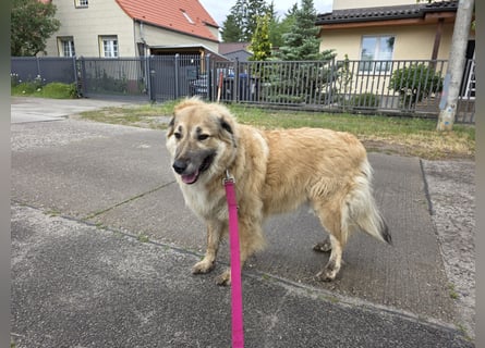 Lissy – Würdevolle Wächterin mit Herz