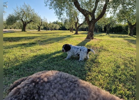 Lagotto con pedigre export