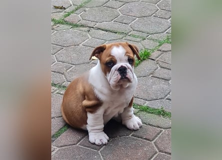 Englische Bulldogge