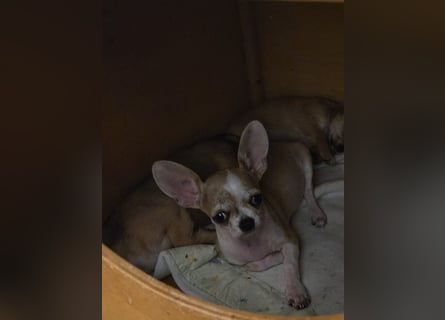 Disney Chihuahuarüde 2-fach geimpft sucht DICH auf Lebenszeit!