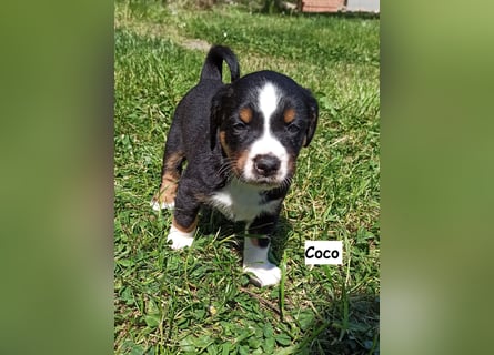Appenzeller Sennenhund Welpen