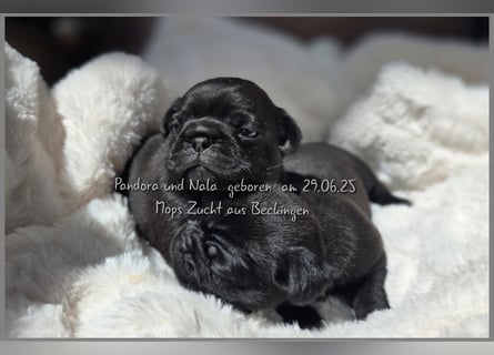Mops Welpen
