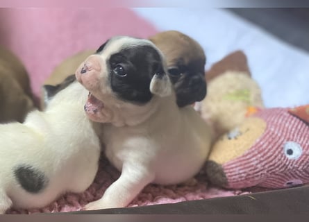 Bullys aus kontrollierter VDH-Zucht