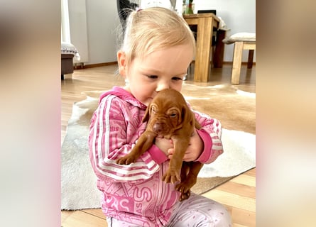 Wurfankündigung Magyar Vizsla Welpen (Mai 25)